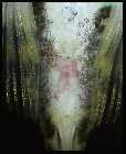 Sewellia lineolata 3.jpg