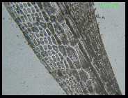 Rotalge Caloglossa sp. 14.jpg