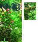 repens.jpg