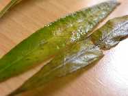 DSCN3145.jpg