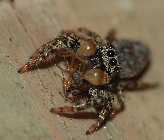 spinne 1.jpg