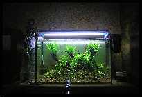 comp_p8120004pkr (800 x 600).jpg