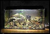 comp_p8190001 (800 x 600)pkr.jpg