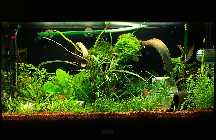 Aquarium 12.09.2010.jpg
