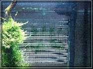 compHaustiere 010.jpg