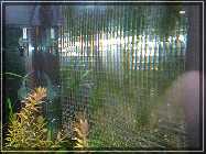 compHaustiere 012.jpg