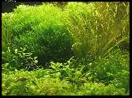 riccia-non-fluitans.jpg