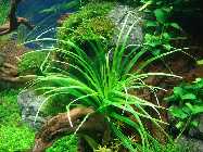 eriocaulon goias_(1024_x_768).jpg