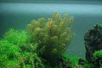 Rotala hippuris 004_(1024_x_768).jpg