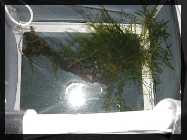 compAquarium Auenland 096.jpg
