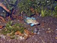 badis_3.jpg