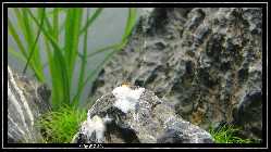 comp_DSC09874.jpg