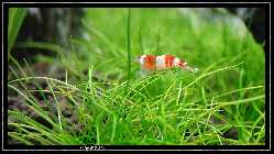 comp_DSC09881.jpg