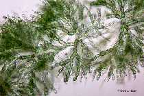 Batrachosp_Kerstin400x.jpg