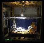 Littleshrimpaniacs8.jpg