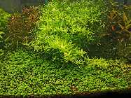 rotala-green.jpg