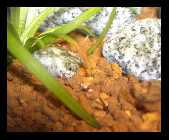 Littleshrimpaniacsredbees6.jpg