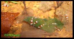 Littleshrimpaniacsredbees7.jpg