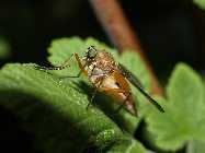 _A081591 Fliege.jpg