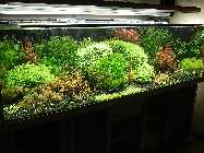 Fairydream 2  22.01.12DSCN6057.jpg