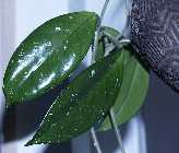 _A299509.jpg
