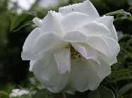 _A111678 weie Blume.jpg