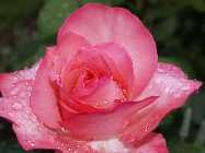 _A111680 rosa Blume.jpg