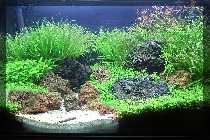 comp_Iwagumi 002.jpg
