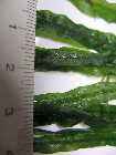 IMG_8074_oben Microsorum needle leaf_Vergleich M.Narrow2.jpg