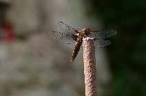 libelle.jpg