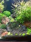 comp_Utricularia Test 004.jpg