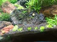 comp_Utricularia Test 007.jpg