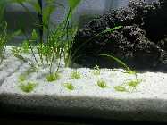 comp_Utricularia Test 032.jpg