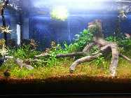 comp_Utricularia Test 034.jpg