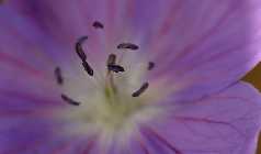 geranium.jpg
