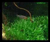 Danio erythromicronmnn.jpg