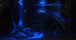 IMG_2664_Mondlicht.jpg