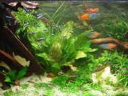 Echinodorus Rainers Kitty - von Moni.jpg