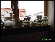 Wasserpflanzenlagern.jpg