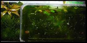 Riccia rhenana.jpg