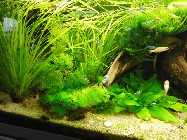 8.12.13 - 75 l Becken - noch mit 2 Pogestemon.jpg