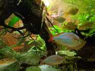 aquarium februar 2014 001.jpg