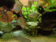 aquarium februar 2014 004.jpg