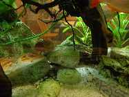 aquarium februar 2014 006.jpg