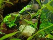 aquarium februar 2014 015.jpg