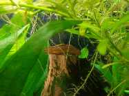 aquarium februar 2014 021.jpg