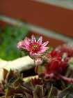 blume1.jpg