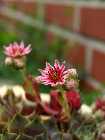blume2.jpg