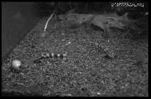 Otocinclus cocama2.jpg