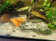 aquarium 3.6.2014 002.jpg
